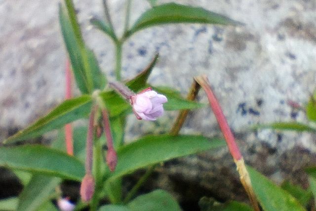 ミヤマアカバナの花