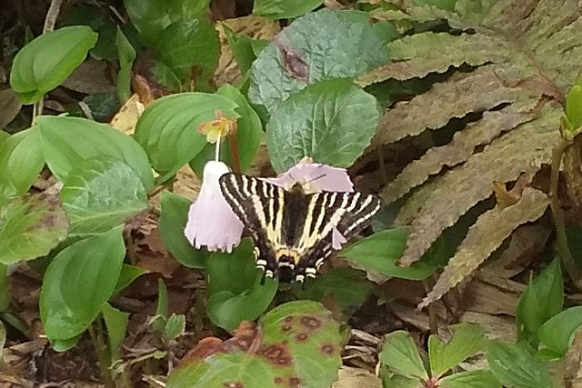 イワウチワの蜜を吸うギフチョウ