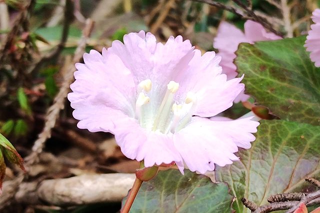 イワウチワの花