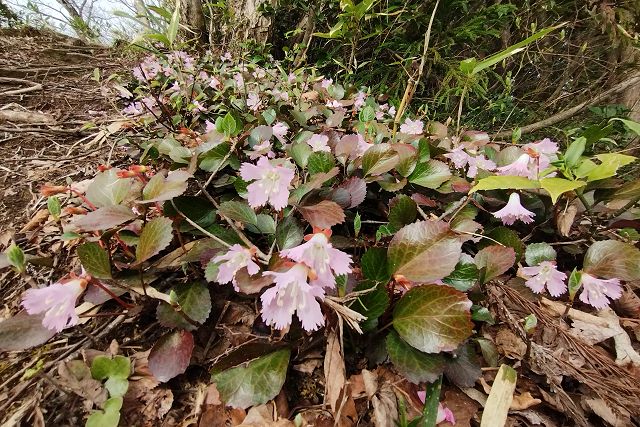 登山道沿いのイワウチワの群生