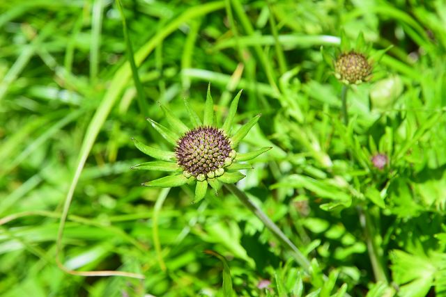 タカネマツムシソウの蕾