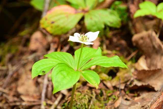 剱岳・早月尾根で見たゴゼンタチバナ