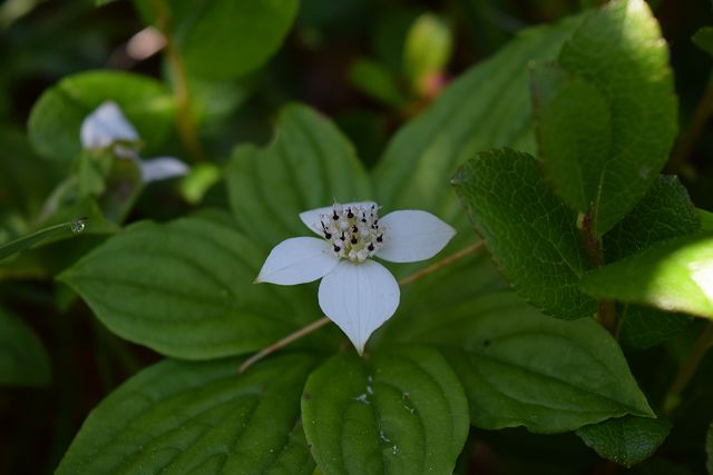 ゴゼンタチバナの花