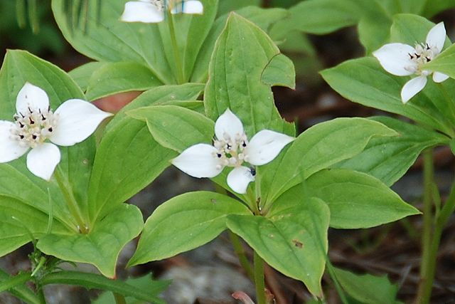 ゴゼンタチバナの花