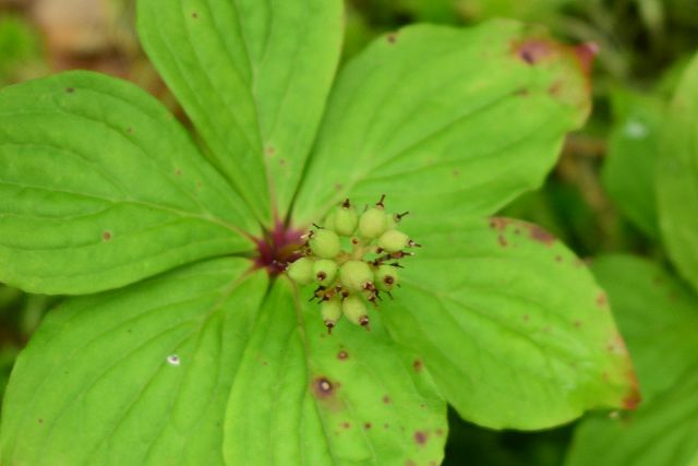 花が終わり、実が成長を始めたゴゼンタチバナ