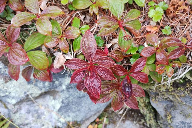 紅葉したゴゼンタチバナ