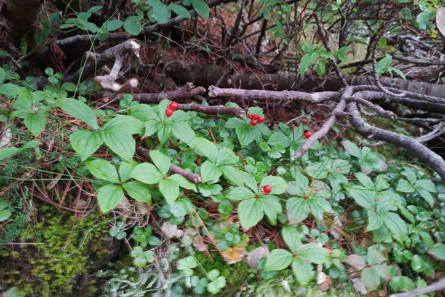 赤く熟したゴゼンタチバナの実