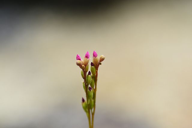 トウカイモウセンゴケの花（蕾）