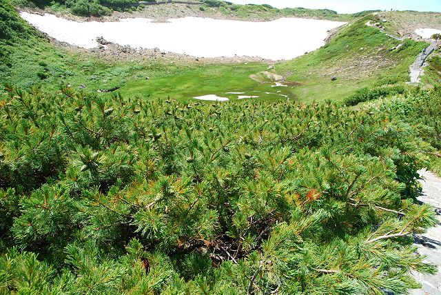 立山室堂にある血の池とハイマツの樹林