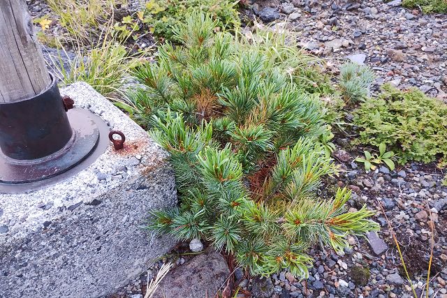 立山室堂平の散策道沿いに生えるハイマツの若木