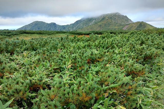 大日連山とハイマツの樹林