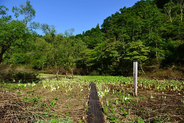 縄が池ミズバショウ群生地