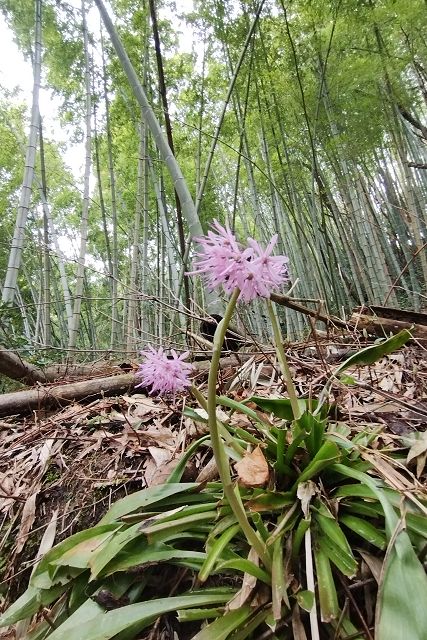 ショウジョウバカマと竹林