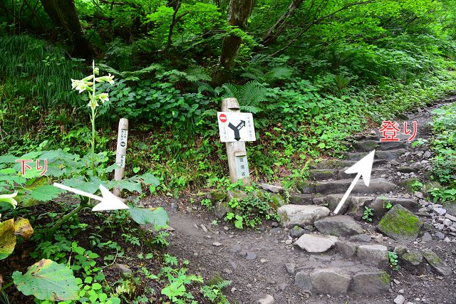 砂防新道 登り専用道への分岐