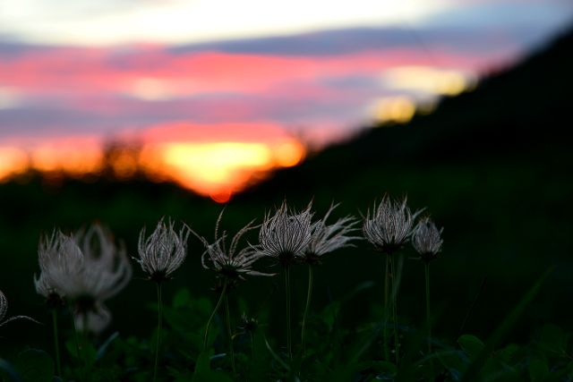 夕日にチングルマの綿毛