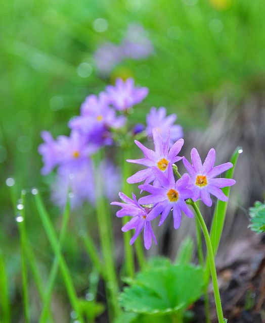 ハクサンコザクラの花