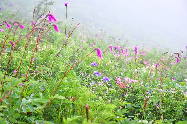 お花畑