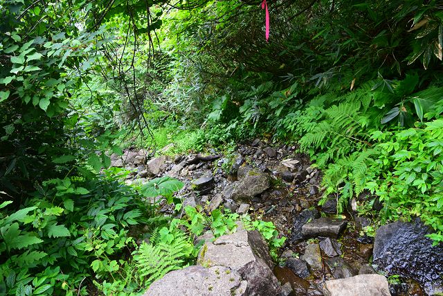 氷清水から下流は濡れた沢