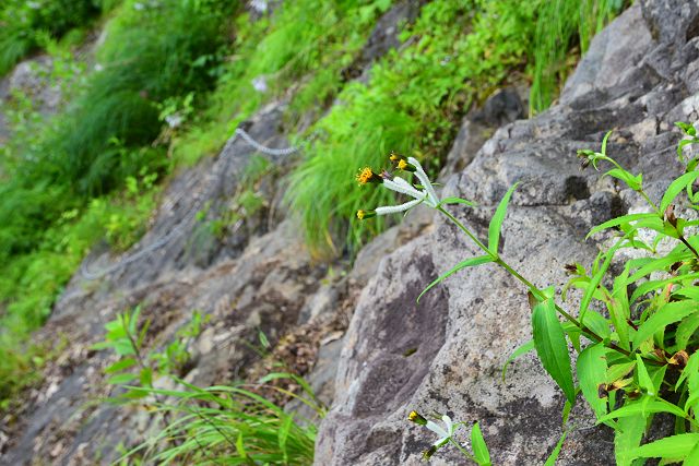 帯岩にもチョウジギク