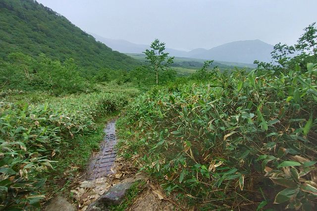 大日平木道終点