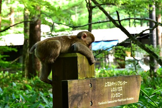 上高地名物？のお猿さん