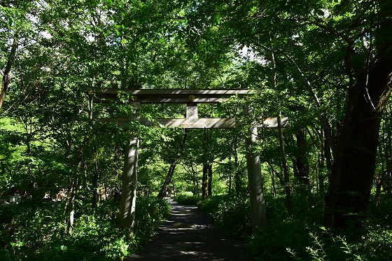 林の参道（散策道）に立派な鳥居