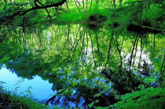 古池の水面