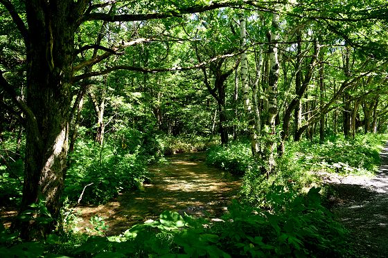 徳沢の沢（梓川の支流）