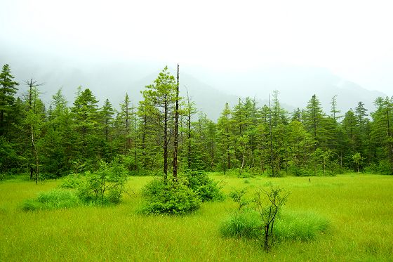 田代池近くの湿原