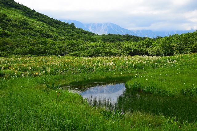 黒菱平の鎌池湿原