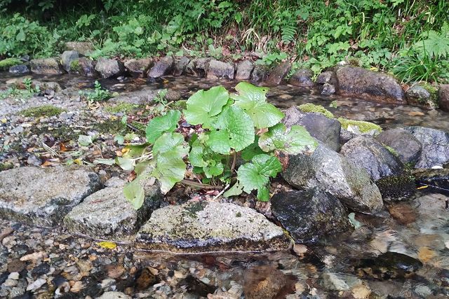 沢には「わさび」が生えていました