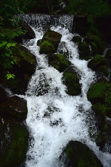 高速シャッターでワサビ沢