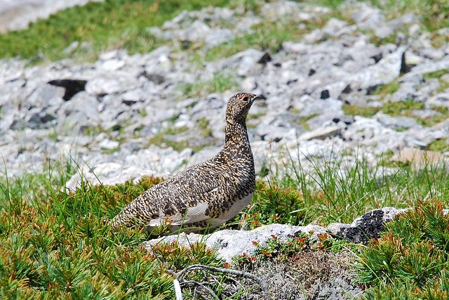 龍王岳近くで見た雷鳥