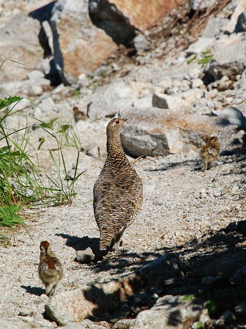 奥大日岳の登山道を散歩する雷鳥の親子