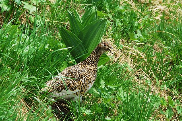 雷鳥のお母さんとコバイケイソウ