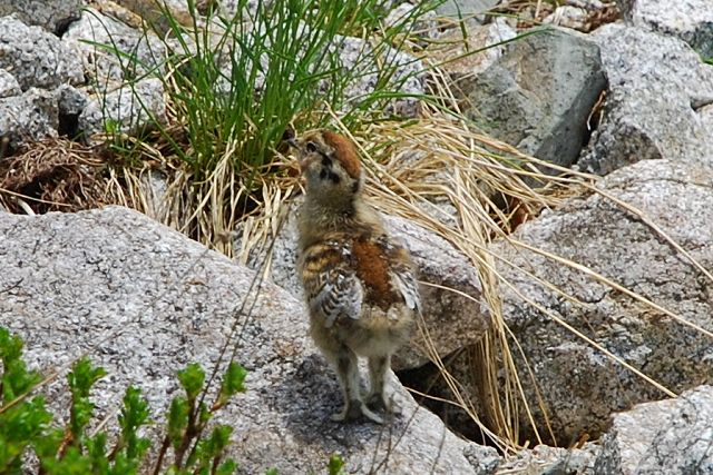 背伸びする雷鳥のヒナ