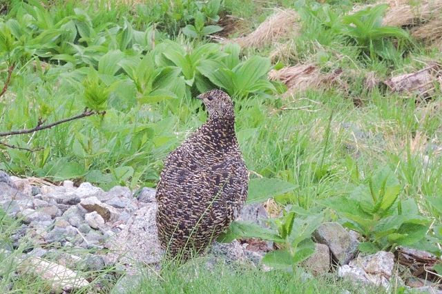 雷鳥坂で見た雷鳥