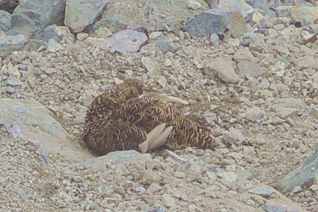 砂浴びする雷鳥