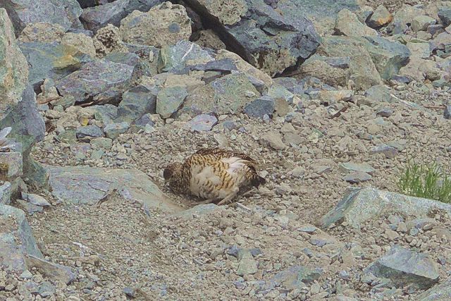 剱岳本峰の真下にある平蔵のコルで見た「砂浴びする雷鳥」