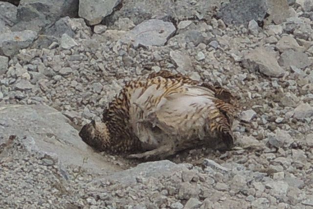 砂浴びする雷鳥