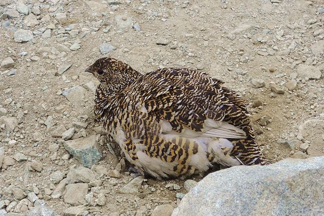 前剱付近で砂浴びする雷鳥