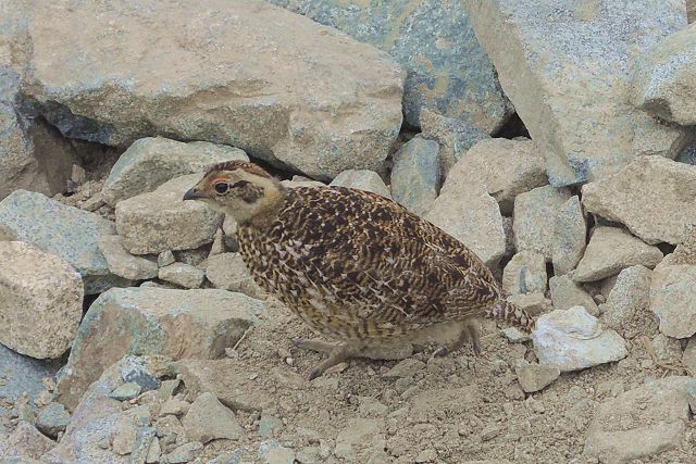 雷鳥の雛、孵化後 1か月くらい