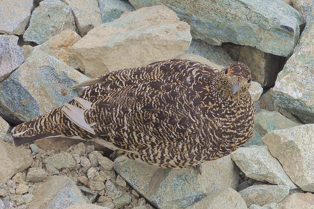 剱岳への別山尾根ルートの前剱付近で見た雷鳥