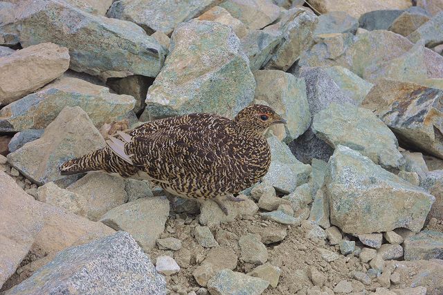 前剱付近で見た雷鳥