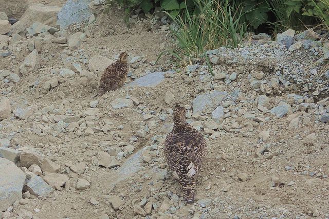 雷鳥の親子、母鳥と雛