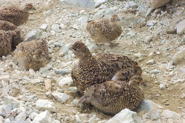 雷鳥坂で見た砂浴びする親子の雷鳥