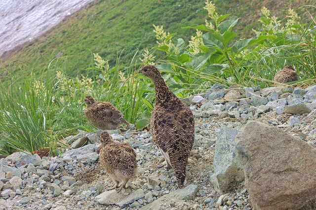 雷鳥坂で見た雷鳥