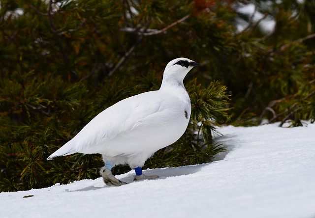 ハイマツ林縁部を歩くオス雷鳥