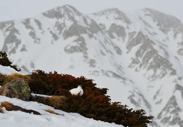 ハイマツの上で休む雷鳥、背景の山は別山