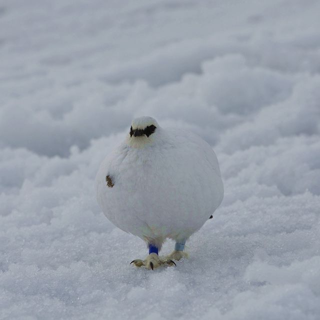 お団子のような雷鳥が歩いて来ました。